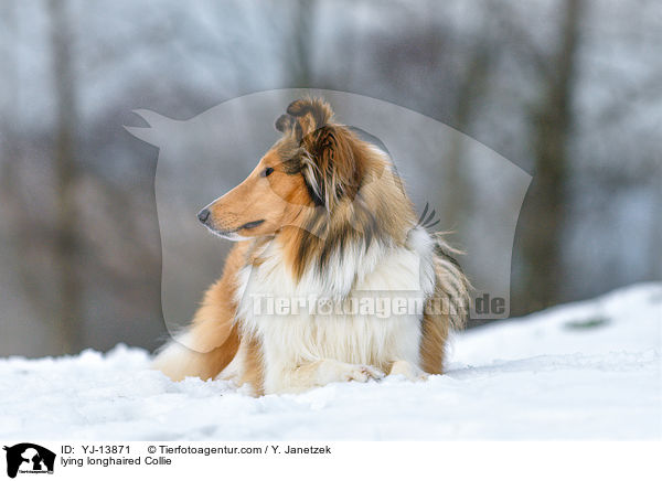 lying longhaired Collie / YJ-13871
