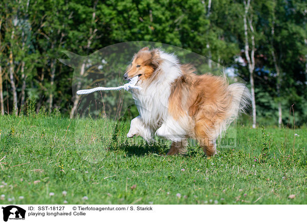 playing longhaired Collie / SST-18127