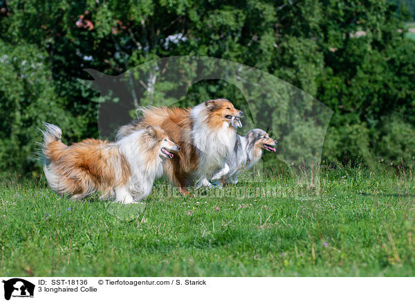 3 longhaired Collie / SST-18136