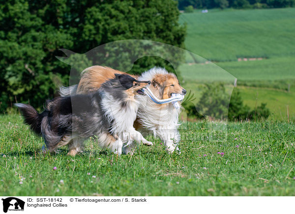 Langhaarcollies / longhaired Collies / SST-18142