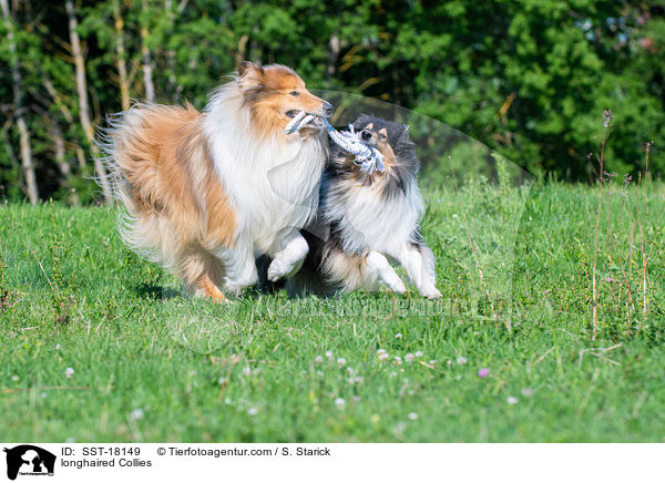 longhaired Collies / SST-18149
