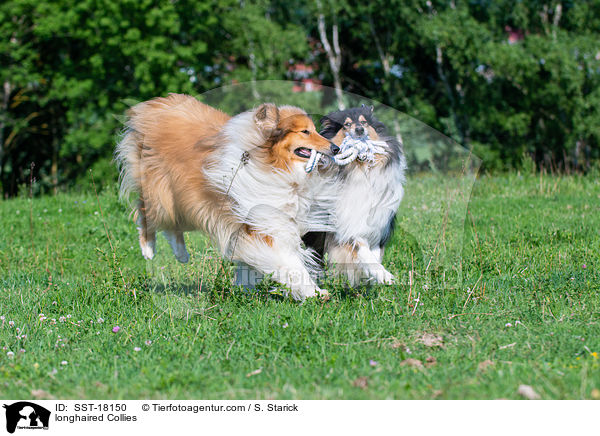 longhaired Collies / SST-18150