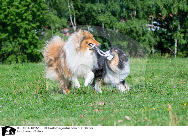longhaired Collies / SST-18151