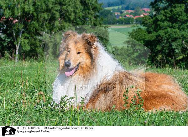 lying longhaired Collie / SST-18174