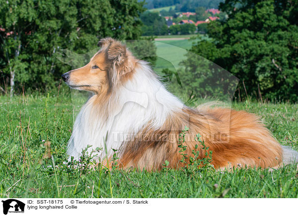 lying longhaired Collie / SST-18175