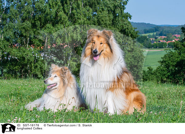 longhaired Collies / SST-18178