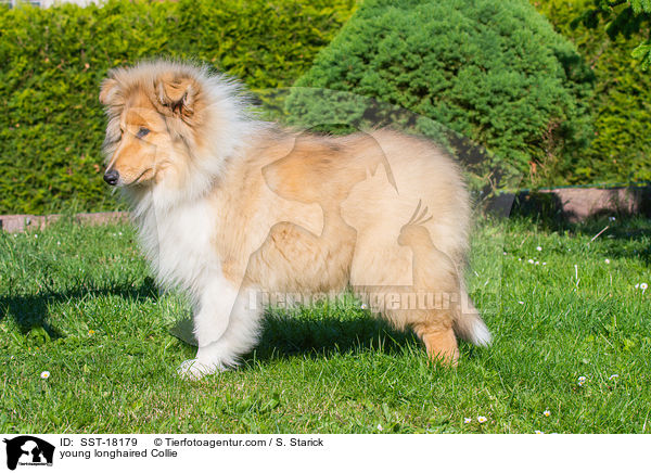 young longhaired Collie / SST-18179
