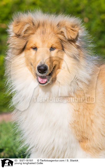 young longhaired Collie / SST-18181