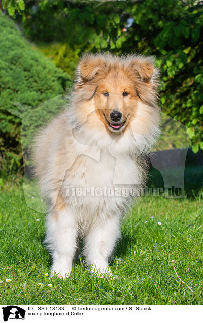 young longhaired Collie / SST-18183
