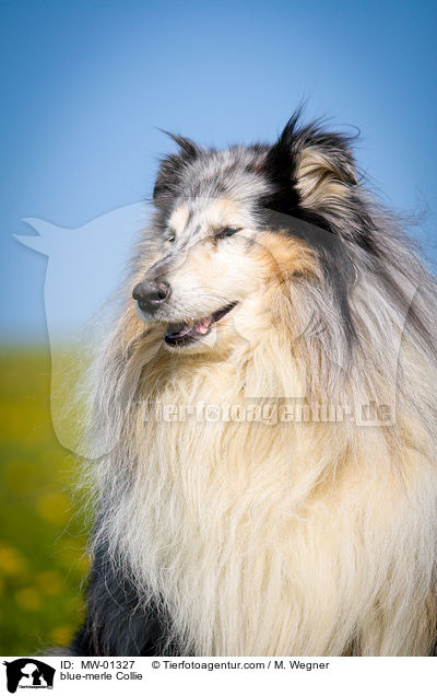 blue-merle Collie / MW-01327