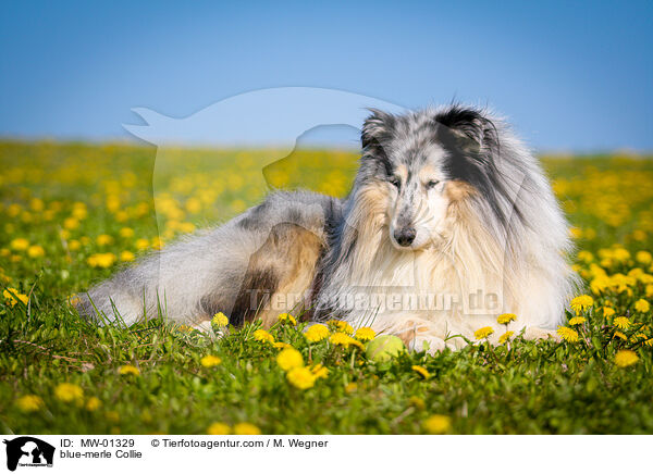 blue-merle Collie / MW-01329