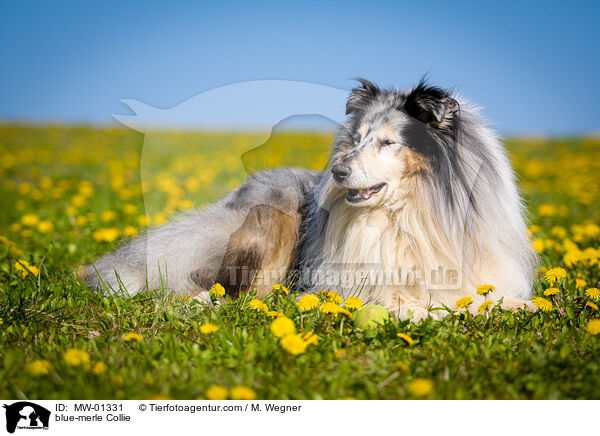 blue-merle Collie / MW-01331