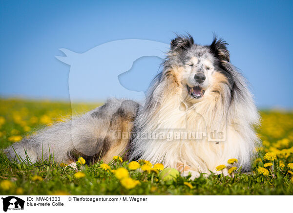 blue-merle Collie / MW-01333