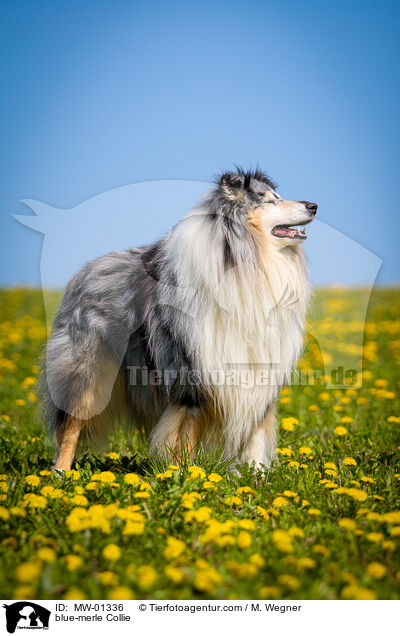 blue-merle Collie / MW-01336