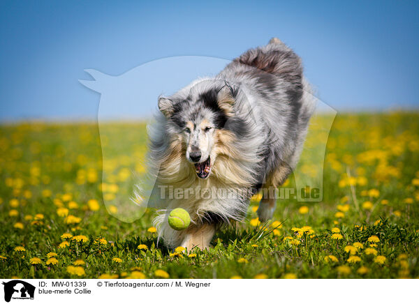 blue-merle Collie / MW-01339