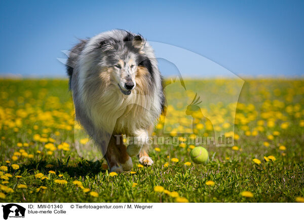 blue-merle Collie / MW-01340
