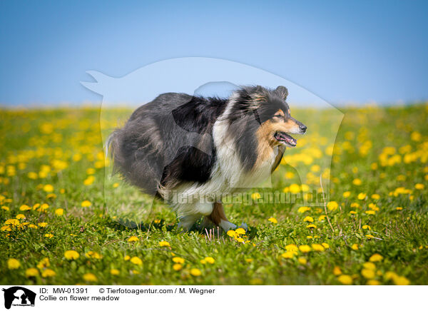 Collie on flower meadow / MW-01391