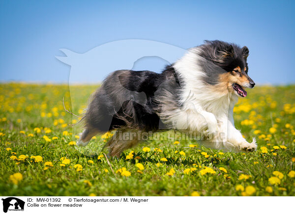 Collie on flower meadow / MW-01392