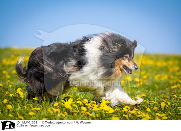 Collie on flower meadow / MW-01393