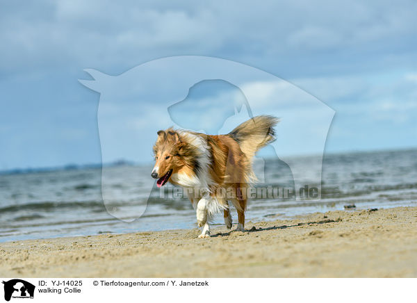 walking Collie / YJ-14025