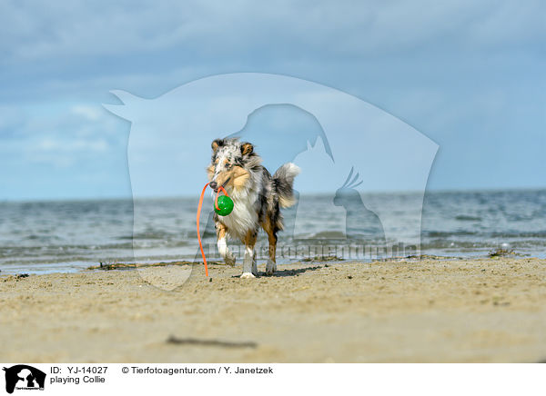 playing Collie / YJ-14027