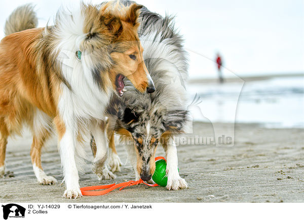 2 Collies / YJ-14029