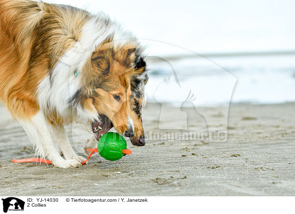 2 Collies / YJ-14030