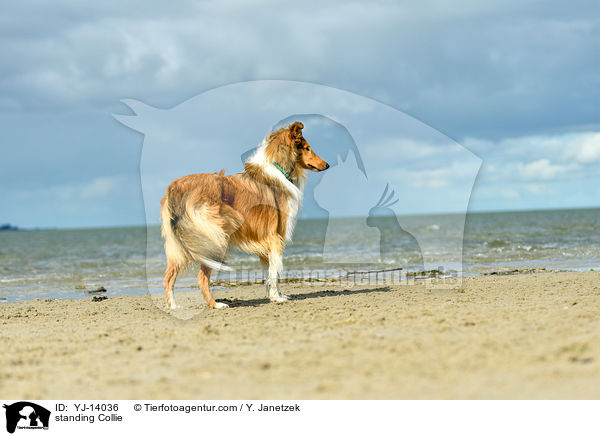 standing Collie / YJ-14036