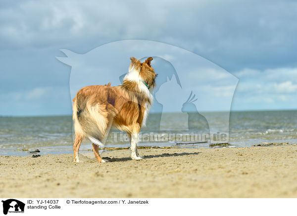 standing Collie / YJ-14037