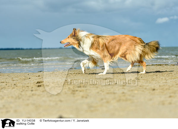 walking Collie / YJ-14038