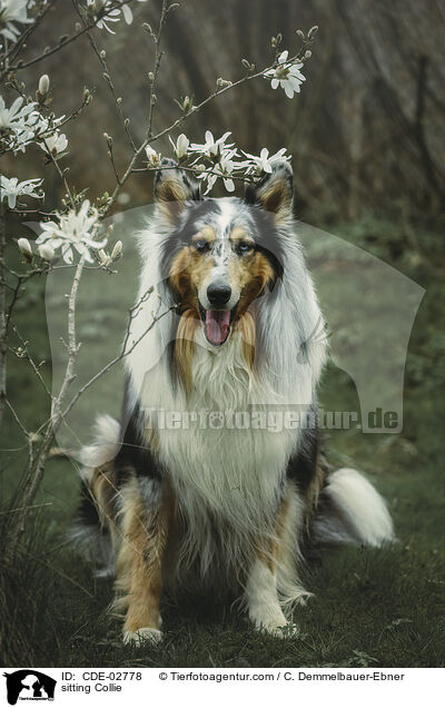 sitting Collie / CDE-02778