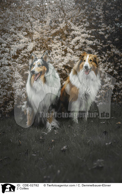 2 Collies / CDE-02782
