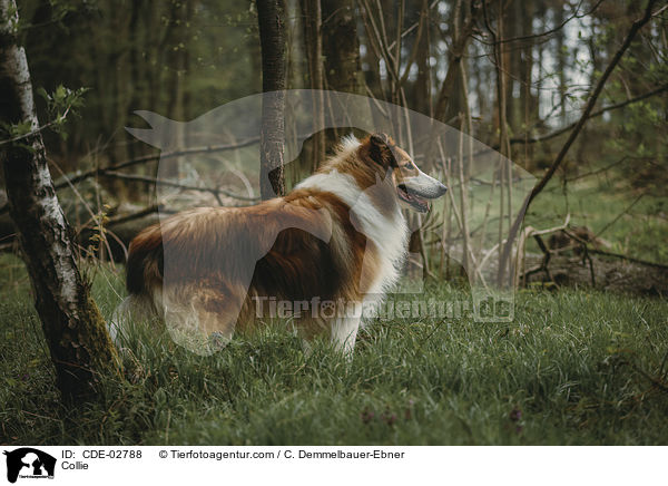 Collie / CDE-02788