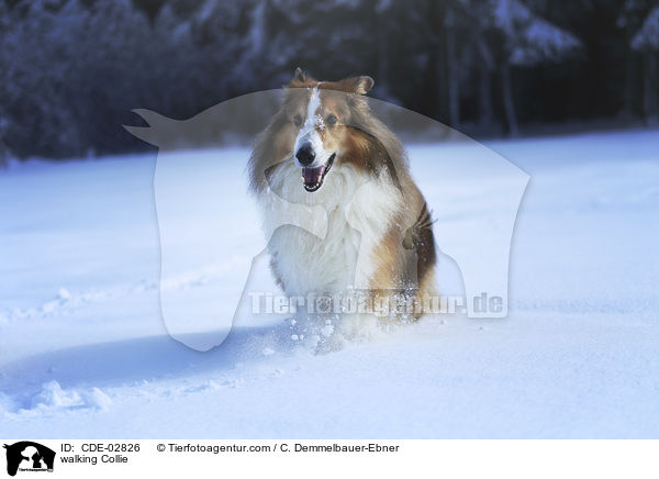 walking Collie / CDE-02826