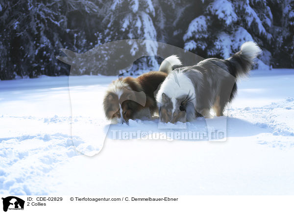 2 Collies / CDE-02829