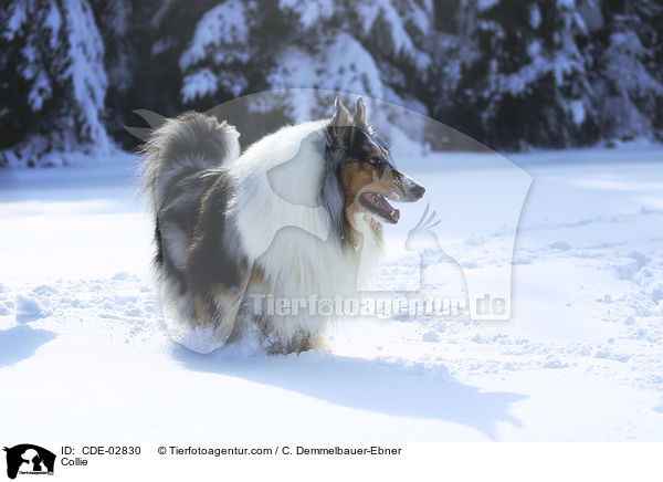 Collie / CDE-02830