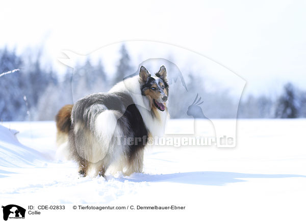Collie / CDE-02833