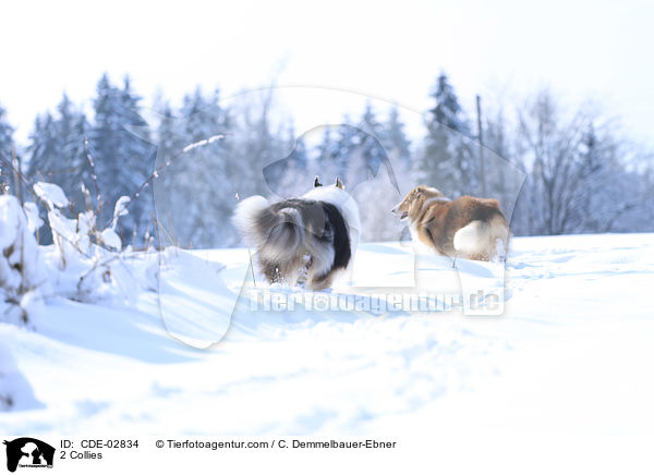 2 Collies / CDE-02834