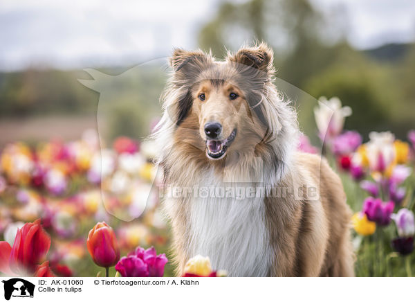 Collie in tulips / AK-01060