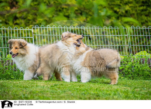 longhaired Collie / SST-19336