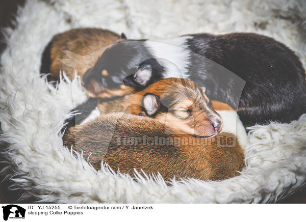 sleeping Collie Puppies / YJ-15255
