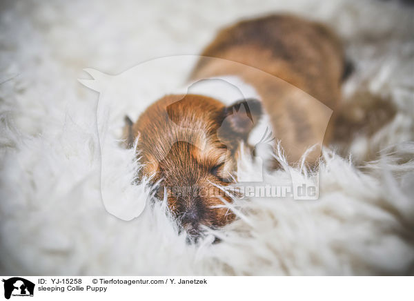 sleeping Collie Puppy / YJ-15258