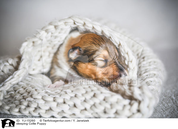 sleeping Collie Puppy / YJ-15260