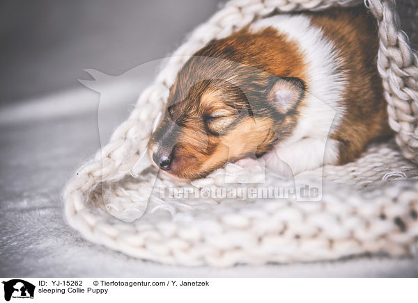 sleeping Collie Puppy / YJ-15262