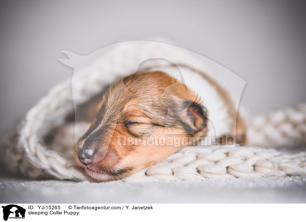 sleeping Collie Puppy / YJ-15265