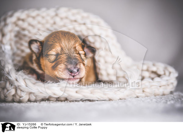 sleeping Collie Puppy / YJ-15266