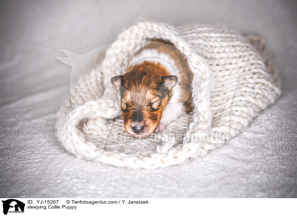sleeping Collie Puppy / YJ-15267