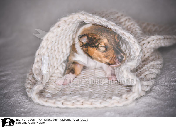 sleeping Collie Puppy / YJ-15268