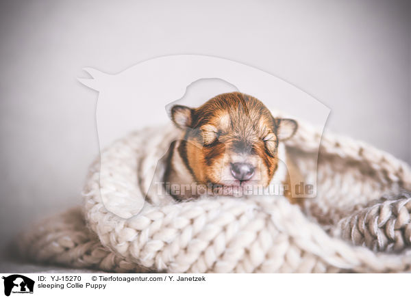 schlafender Collie Welpe / sleeping Collie Puppy / YJ-15270