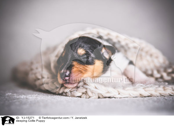 sleeping Collie Puppy / YJ-15271